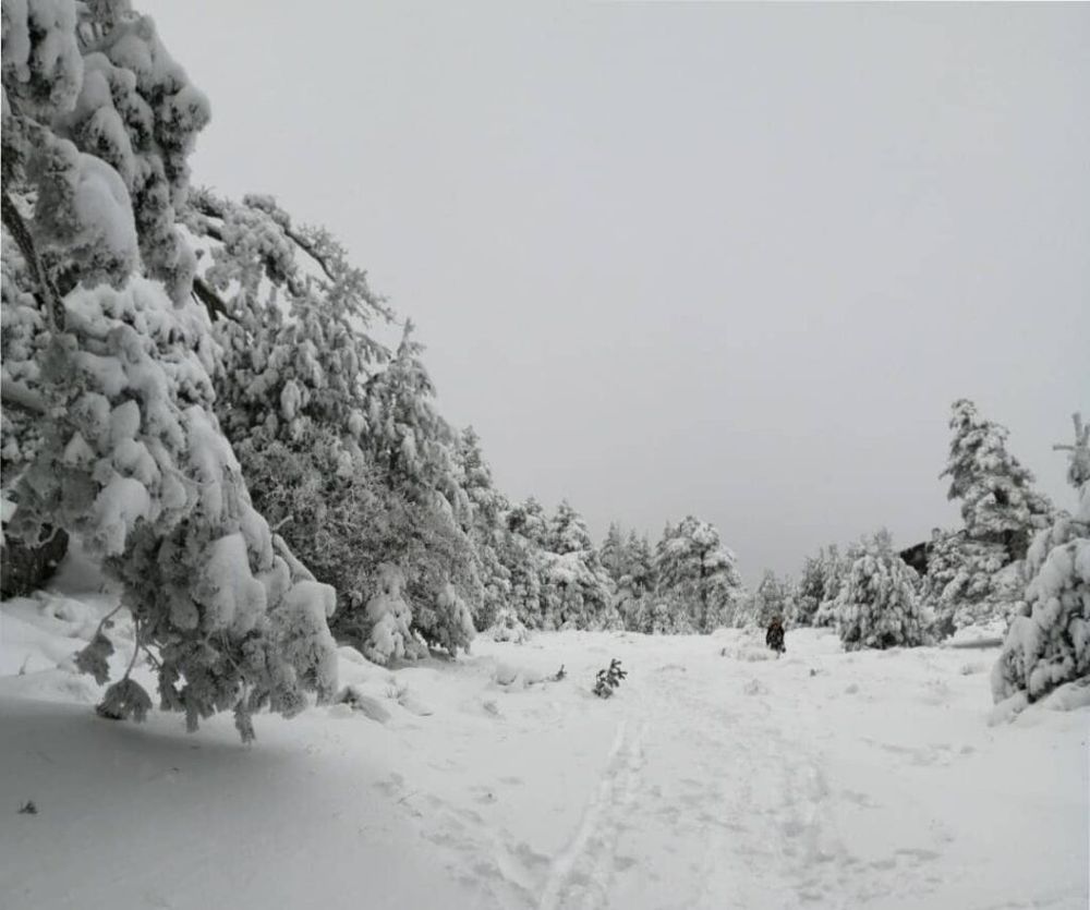 nieve cerca de madrid puerto navacerrada