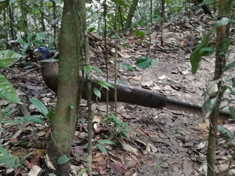 tour orangutanes sumatra o borneo