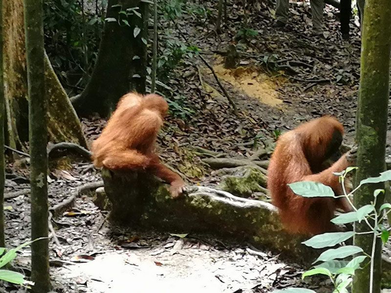 orangutan bebe con madre orangutan
