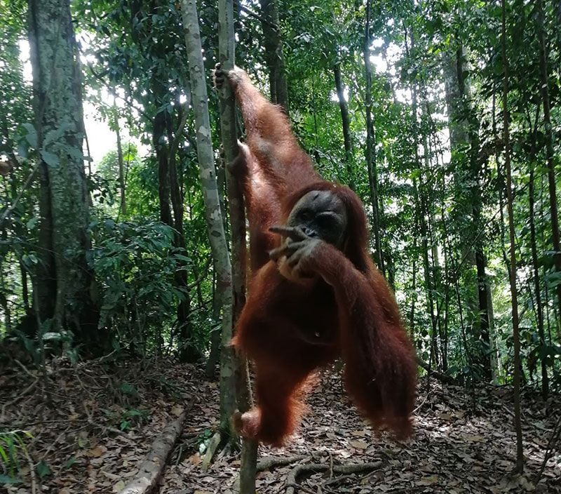 tour Orangutanes sumatra