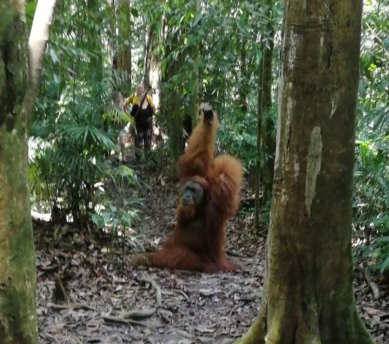 orangutanes en borneoo