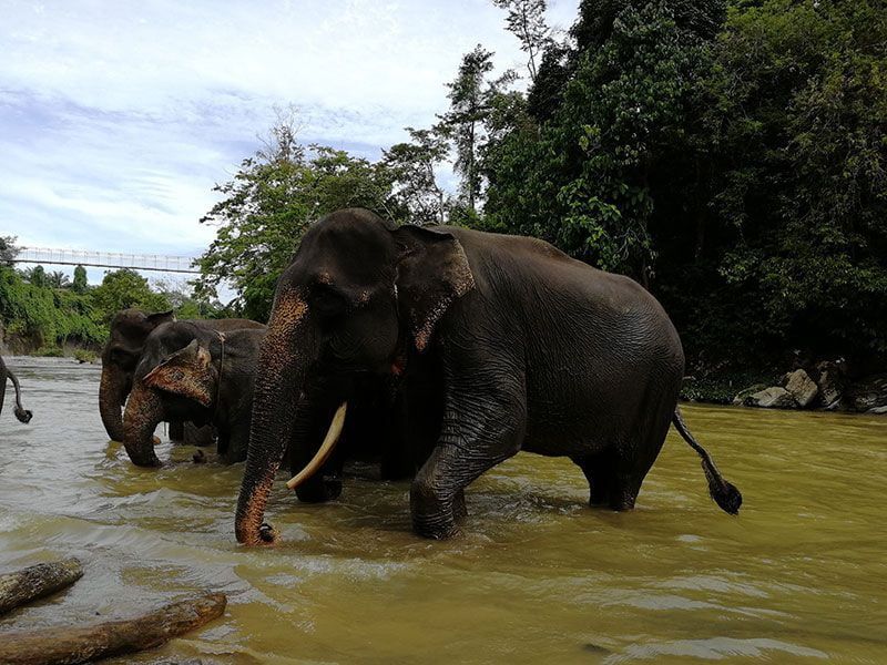 elefantes de sumatra