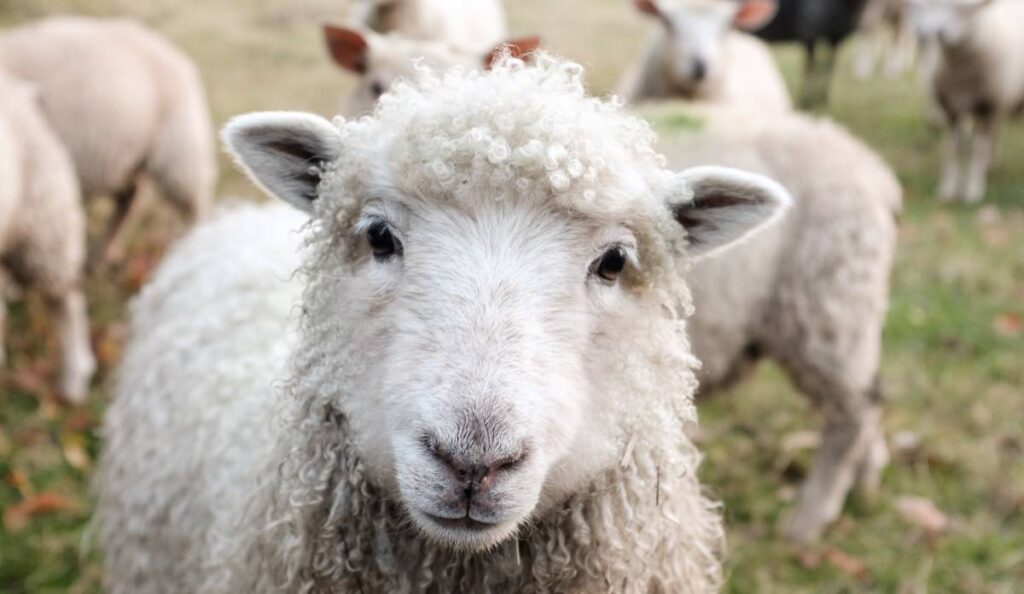 ovejas granjas con niños